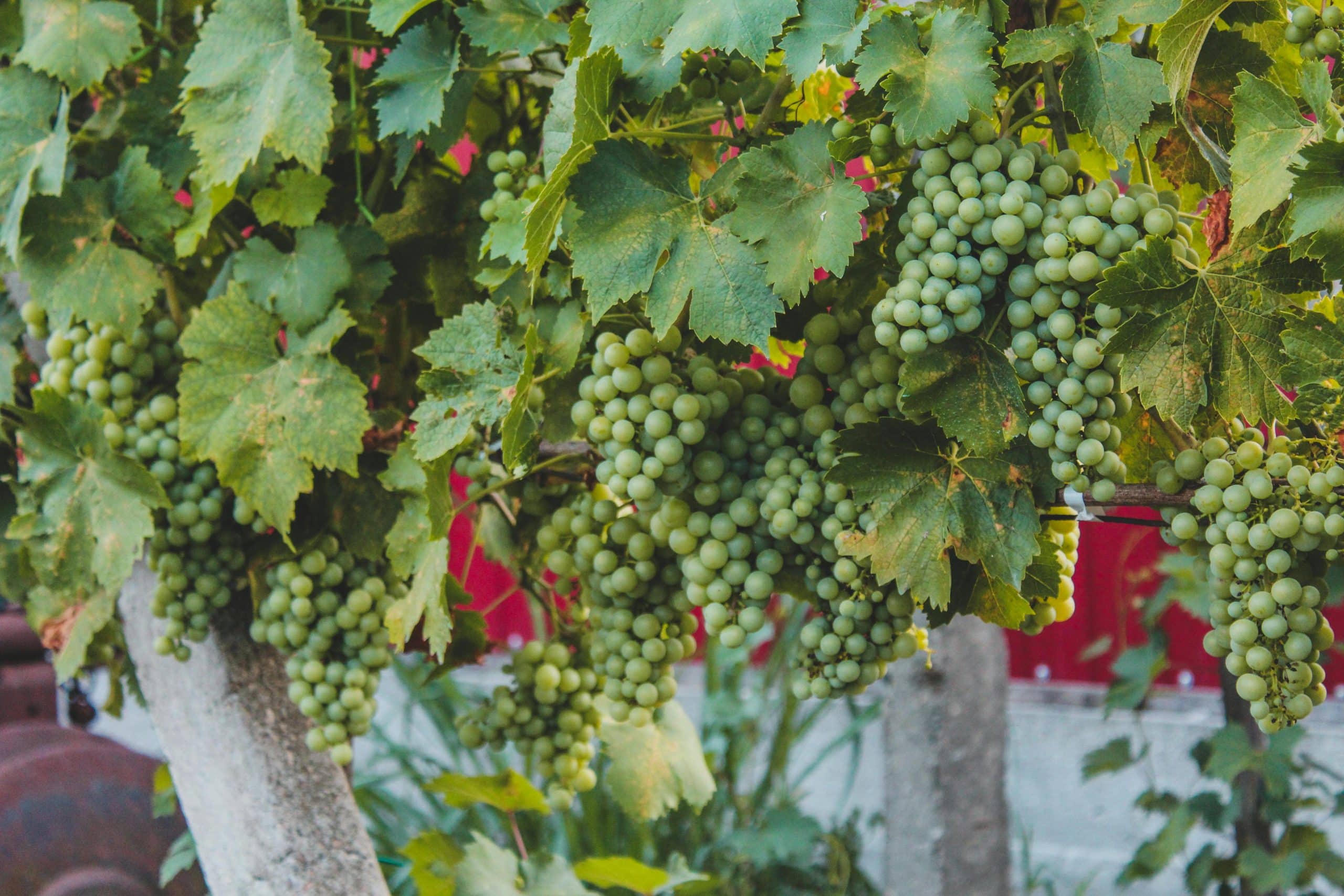 Top 10 des cépages oubliés à découvrir : le guide complet de Gare aux Vins